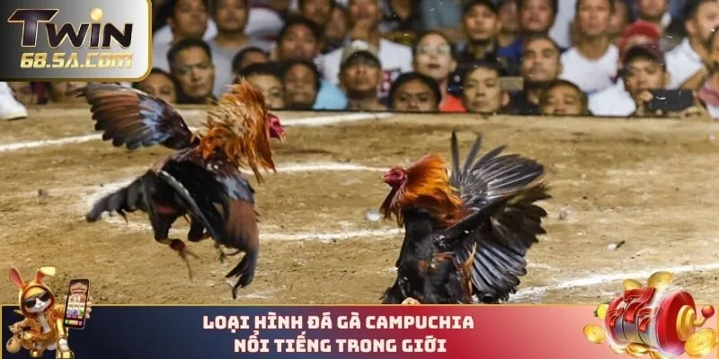 Loại hình đá gà Campuchia nổi tiếng trong giới