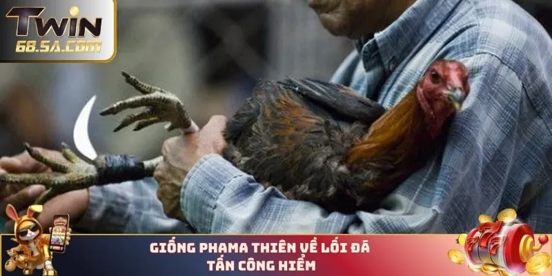 Giống Phama thiên về lối đá tấn công hiểm