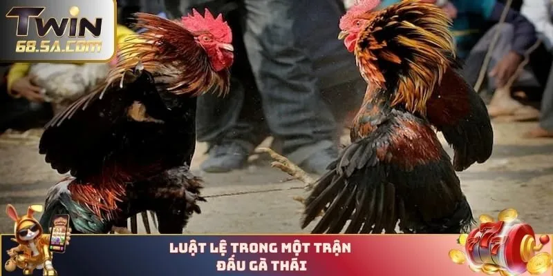 Luật lệ trong một trận đấu gà Thái