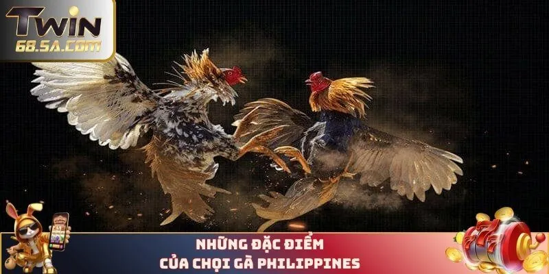 Những đặc điểm của chọi gà Philippines