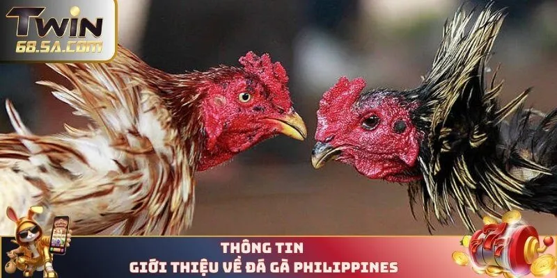 Thông tin giới thiệu về đá gà Philippines